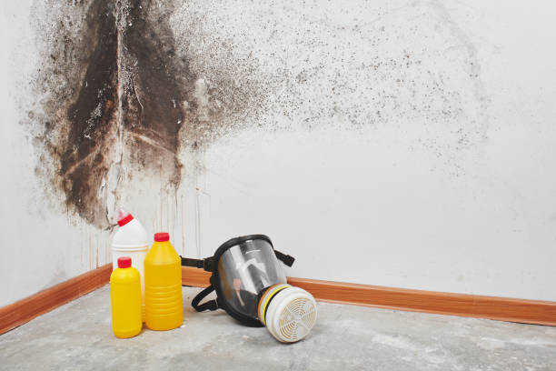 Best Residential Mold Removal  in Old Saybrook Center, CT
