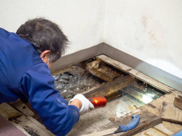 Old Saybrook Center, CT Mold Removal Company