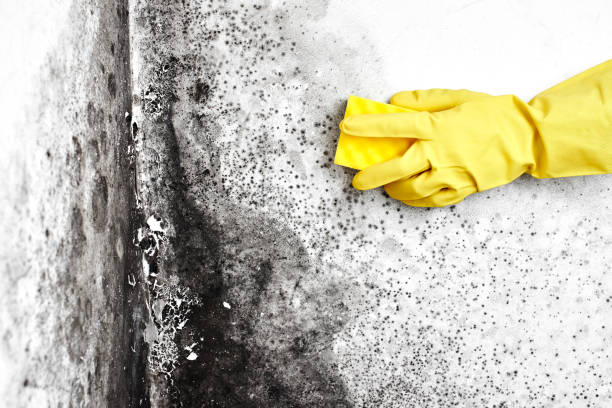 Best Same-Day Mold Removal  in Old Saybrook Center, CT