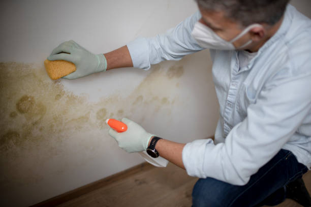 Best Mold Testing  in Old Saybrook Center, CT