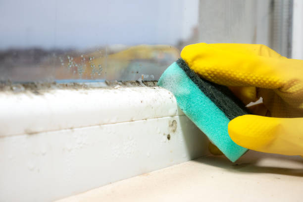 Best Attic Mold Removal  in Old Saybrook Center, CT