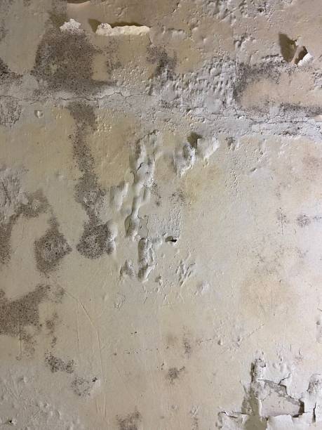 Best Mold Removal Company Near Me  in Old Saybrook Center, CT