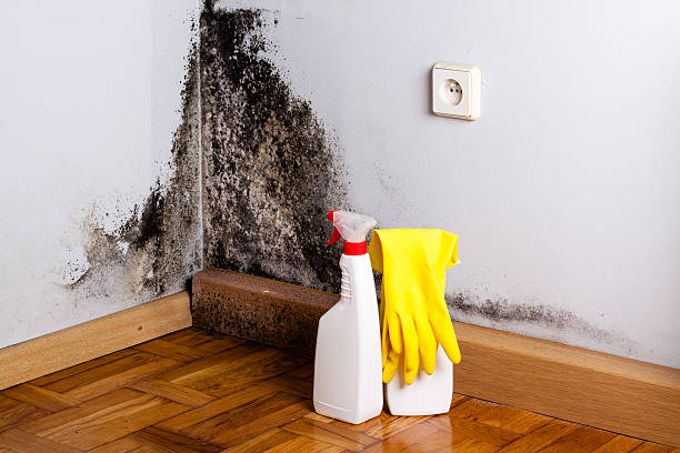 Best Toxic Mold Removal  in Old Saybrook Center, CT