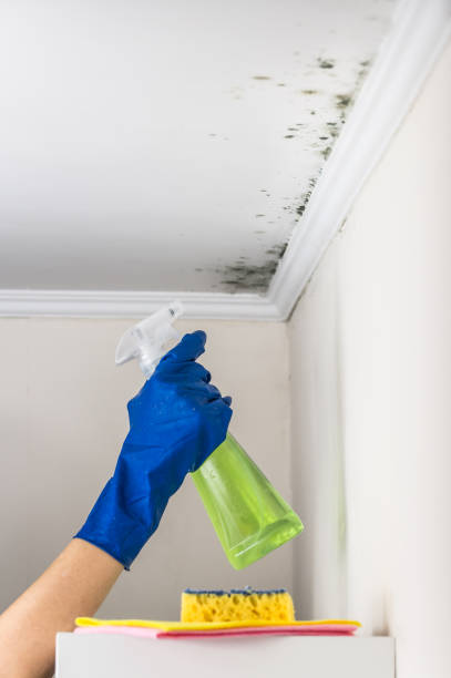 Best Fast Mold Removal  in Old Saybrook Center, CT